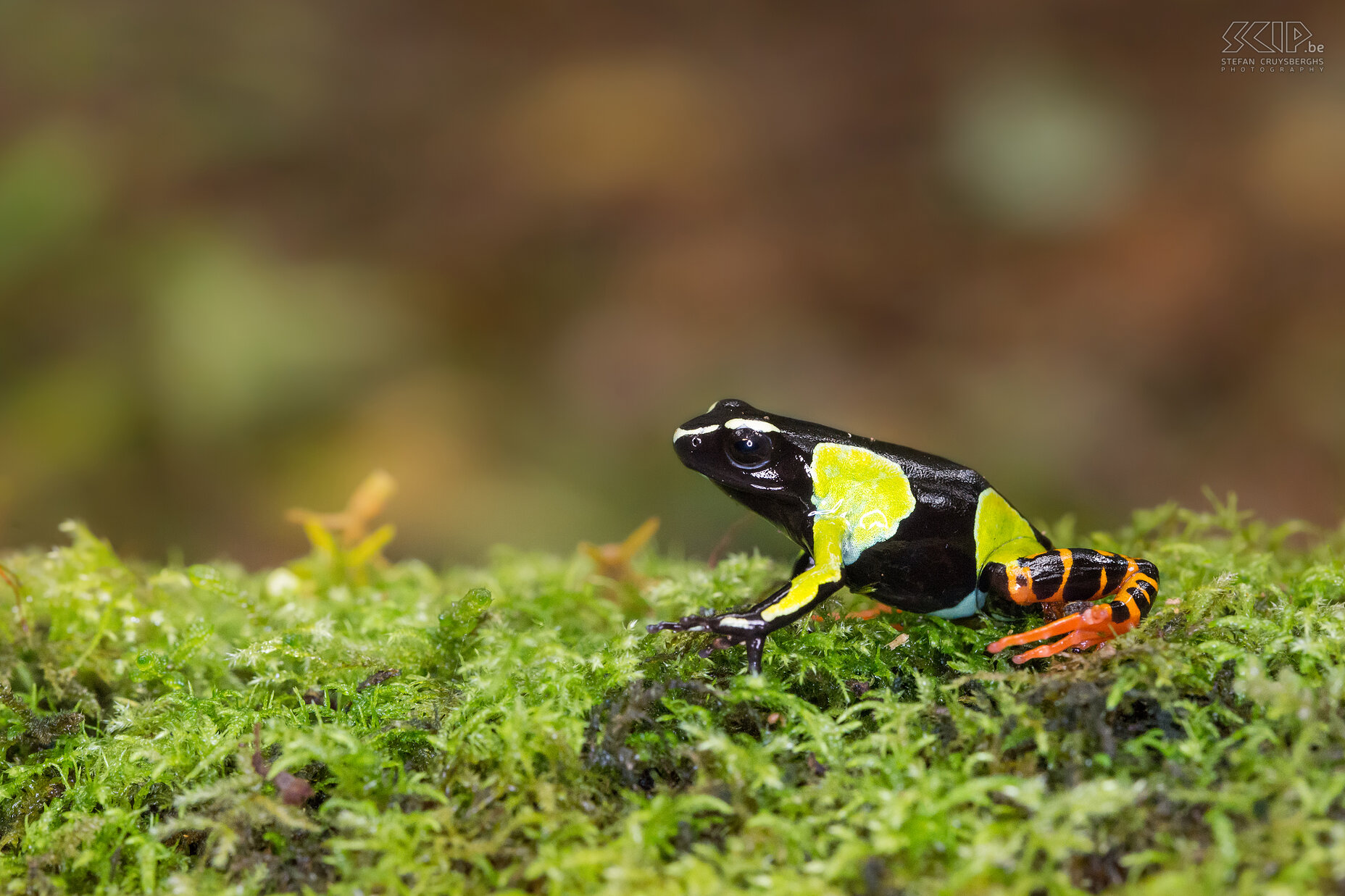 Mantadia - Mantella baroni kikker De Mantella baroni is een kleine zwarte kikker (2-3cm) met vlekken in fel groene en oranje kleuren. Deze kikker eet kleine insecten zoals mieren, kevers, ... en de huid is giftig voor roofdieren. Stefan Cruysberghs